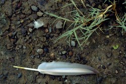 Feather and Grass